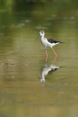 knight of Italy photographed in its natural environment