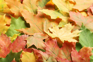 Fototapeta na wymiar Autumn leafs background