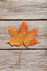 Naklejka na ściany i meble Autumn leaf on grey wooden table