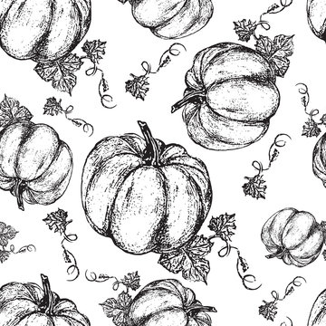 Pumpkin graphic ink vector illustration isolated on white backdrop, hand drawn engraved vintage sketch, seamless pattern for restaurant menu, symbol autumn holiday, wallpaper, textile, package design