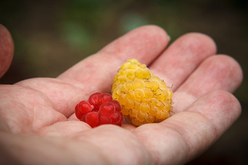 Two raspberries (red and yellow) on a human palm. Close up.