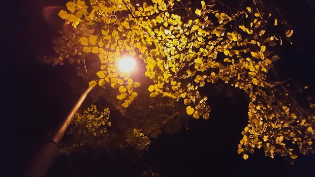 Yellow leaves and lights at night. Bright city street lights.