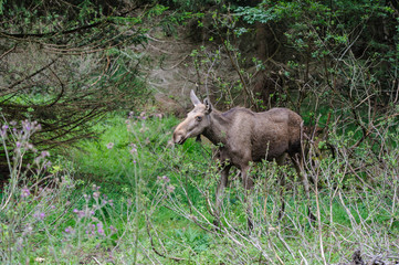 Fototapeta na wymiar moose