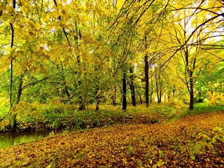 Naklejka premium Colorful leaves on deciduous trees and walkway in park during autumn