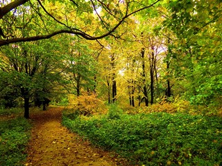 Obraz premium Colorful leaves on deciduous trees and walkway in park during autumn