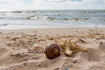 Starfish and shells lie in the sand against the backdrop of the sea waves