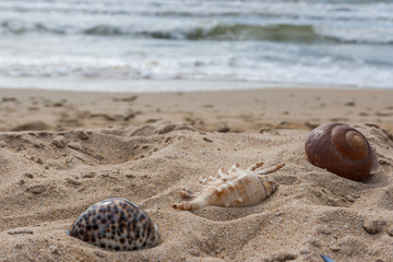 Sea shells lying in the sand against the backdrop of the  waves