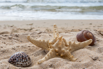 Starfish and shells lie in the sand against the backdrop of the sea waves