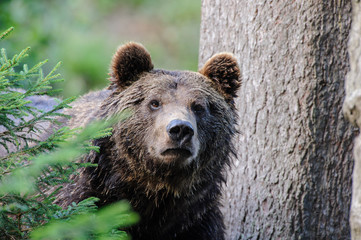 Fototapeta premium Bear portrait