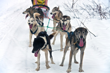 Naklejka premium Team of aboriginal sled dogs husky (laika) on the route