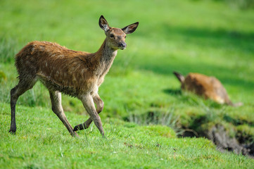 deer photographed in its natural environment.