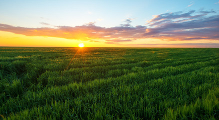 Bright sunset over wheat field.