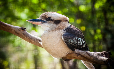 Kookaburra