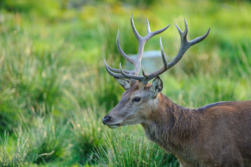 Naklejka na ściany i meble deer photographed in its natural environment.