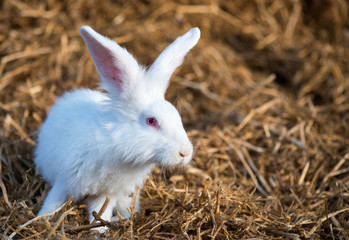 White rabbit outdoor