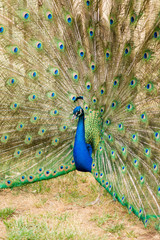 Obraz premium Peacock