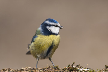 Blue Tit.Parus caeruleus