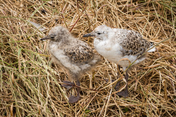 Baby Birds