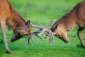 deer photographed in its natural environment.
