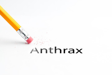 Closeup of pencil eraser and black anthrax text. Anthrax. Pencil with eraser.