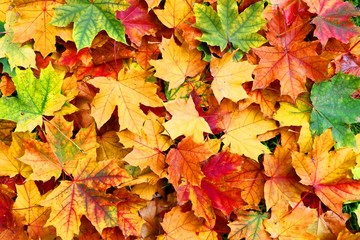 Naklejka na ściany i meble Patterns of fallen maple leaves in autumn park