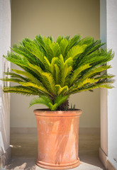 Palm tree in flowerpot