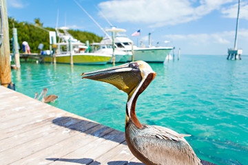 Big brown pelicans in Islamorada, Florida Keys - obrazy, fototapety, plakaty