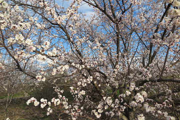 Blooming apricot tree against a blue sky in the spring garden