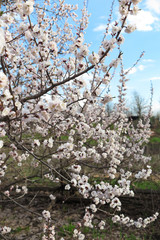 Blooming apricot tree against a blue sky in the spring garden