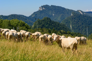 Obraz premium Typical grazing sheep on pasture in Pieniny mountains. Poland.
