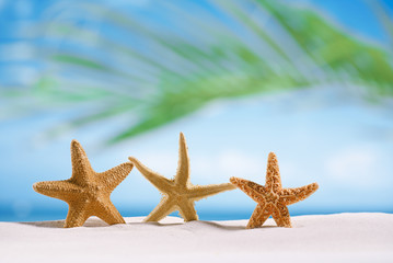 Fototapeta na wymiar three starfish on white sand beach with ocean , sky and seascap