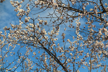 Blooming apricot tree against a blue sky in the spring garden
