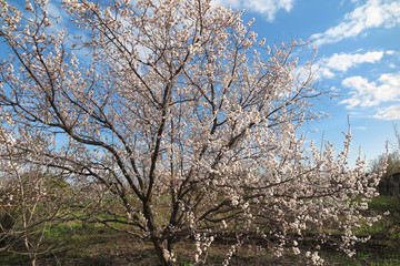 Blooming apricot tree against a blue sky in the spring garden