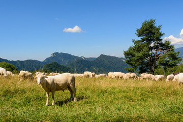 Fototapeta premium Typical sheep on pasture in Pieniny mountains. Poland.