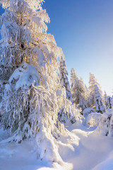 Illuminated by the sun snow-covered larches and spruce trees in the background of blue sky. Sunny winter day. Winter mountain landscape.