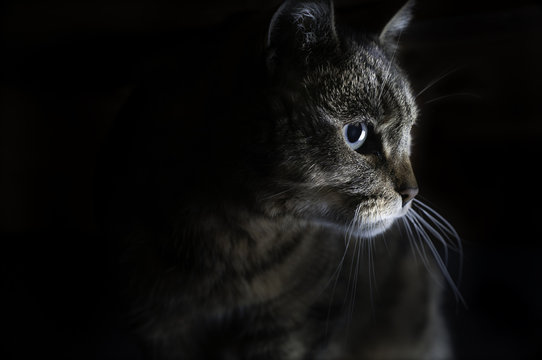 strobist cat