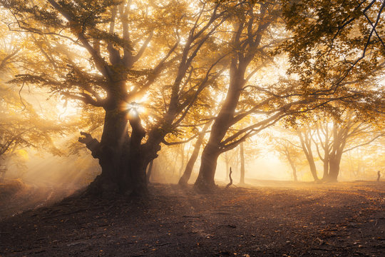 Fototapeta Magical old tree with sun rays in the morning. Forest in fog. Colorful landscape with foggy forest, gold sunlight, yellow foliage at sunrise. Fairy forest in autumn. Fall woods. Enchanted tree