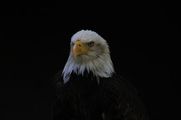 Bald Eagle heraldic animal of the United States of America