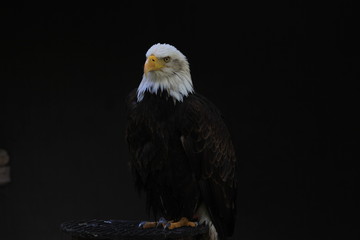Bald Eagle heraldic animal of the United States of America