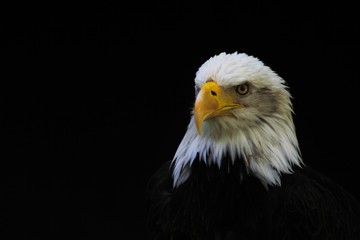 Bald Eagle heraldic animal of the United States of America
