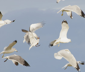 Seagulls fighting in flight.