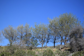 Trees on top of the hill
