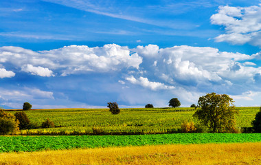 Fototapeta premium Ripe corn and vivid blue sky with beautiful clouds