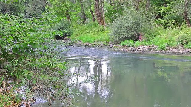 Floating Ibar rive with the woods in the background