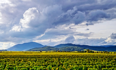 Beautiful sunlight over vineyards with blue sky and mountains on