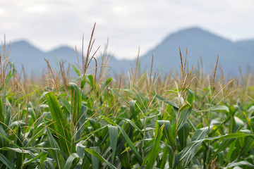 corn field close-up at farm in the sunset.