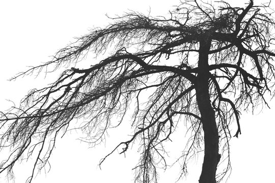 Scary dry tree or roots plant isolated on a white background