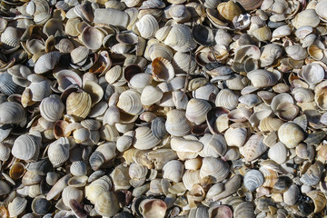 shell of marine molluscs. background