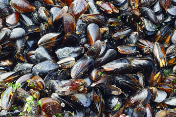 Cooked mussels with herbs and spices. Background