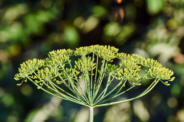 Blooming dill in summer in Poland.